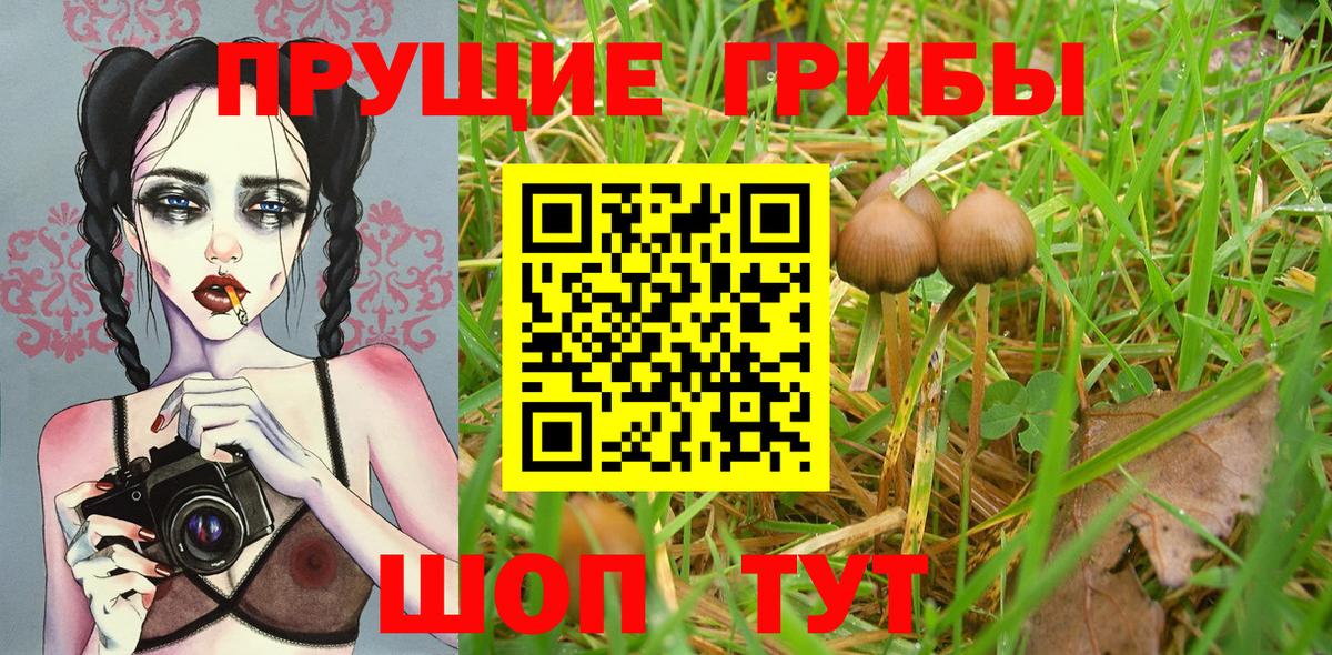 Псилоцибиновые грибы Psilocybine cubensis  Вход с VPN  Ивантеевка  Галлюциногенные грибы Psilocybine cubensis 